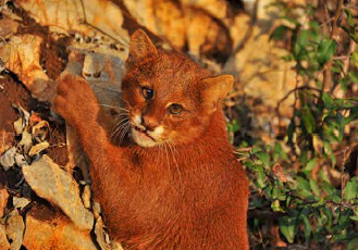 Jaguarundi (Puma yagouaroundi), one of various species of wild cat in danger of extinction in the Sierra Gorda.: Photo by Roberto Pedraza Ruiz.